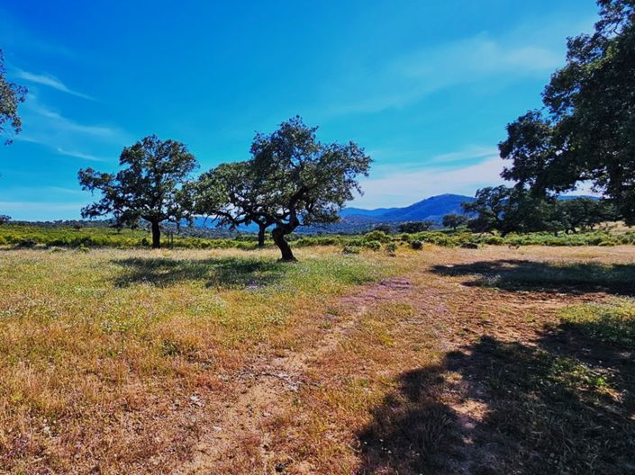 Image No.7-Propriété de 4 chambres à vendre à Aracena