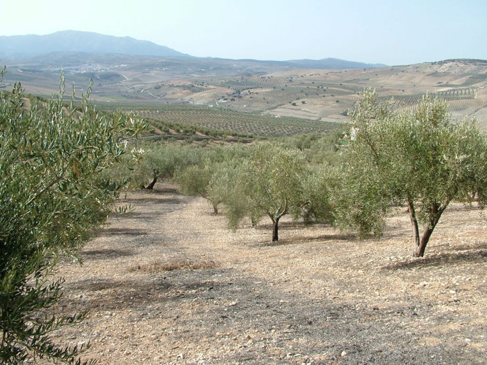 Image No.7-5 Bed Property for sale