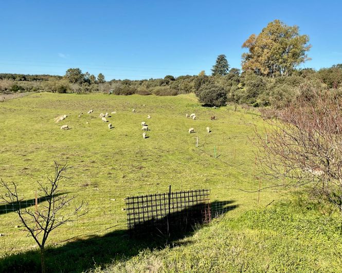 Image No.28-Propriété de 5 chambres à vendre à Cazalla de la Sierra