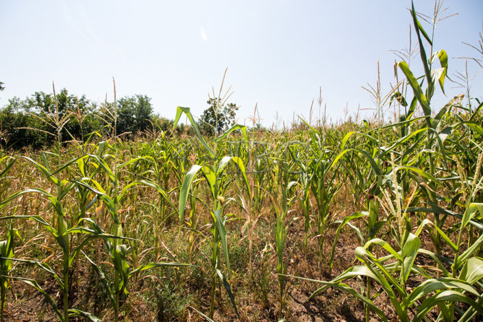 Image No.5-3 Bed House for sale