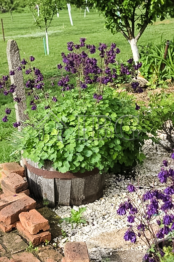 Image No.15-Maison de 3 chambres à vendre à General Toshevo