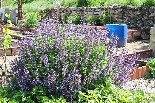 Image No.31-Maison de 3 chambres à vendre à General Toshevo