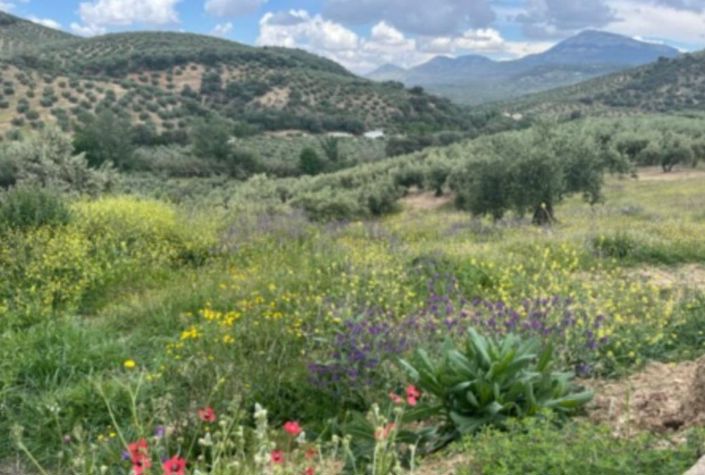 Image No.39-Maison de campagne de 4 chambres à vendre à Castillo de Locubín