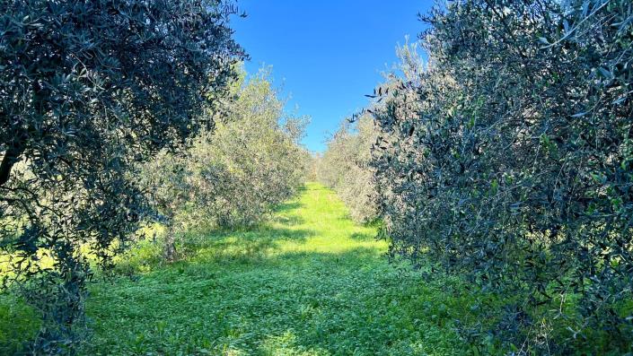 Image No.26-Maison de campagne de 4 chambres à vendre à Capranica