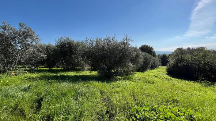 Image No.27-Maison de campagne de 4 chambres à vendre à Capranica