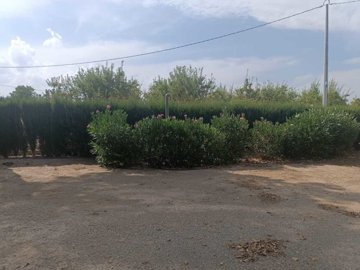 802-country-house-for-sale-in-moratalla-19214