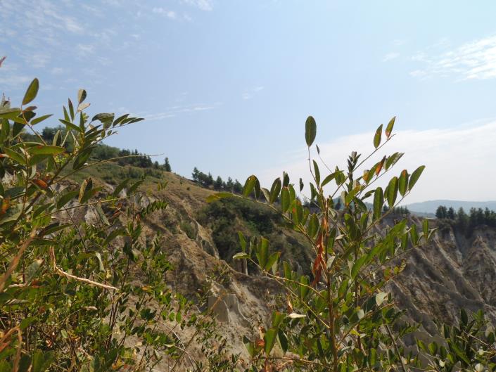 Image No.8-Ferme de 6 chambres à vendre à Atri