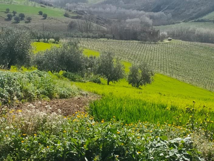 Image No.25-Maison de 5 chambres à vendre à Atri