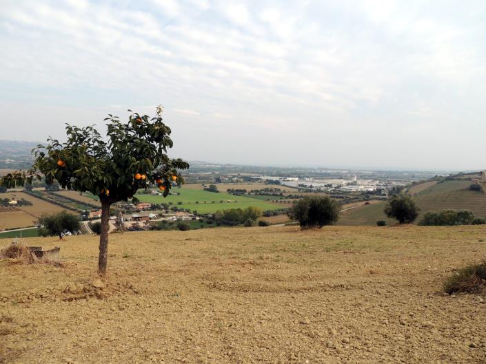 Image No.5-Terre à vendre à Atri