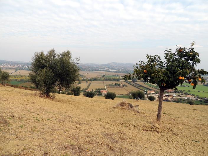 Image No.2-Terre à vendre à Atri