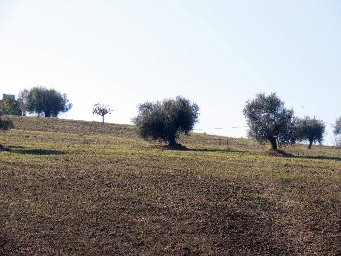 Image No.15-Terre à vendre à Atri