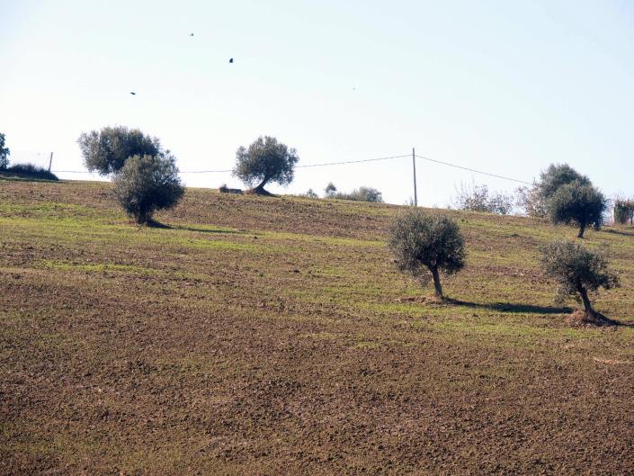 Image No.16-Terre à vendre à Atri