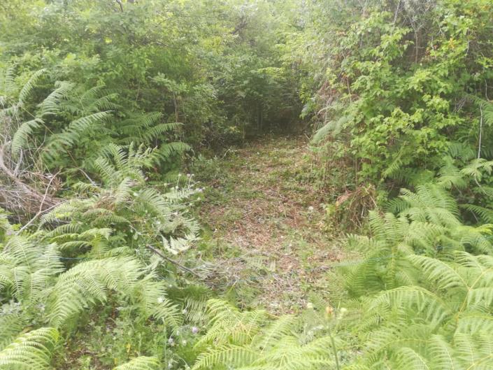 Image No.8-Terre à vendre à Abbateggio