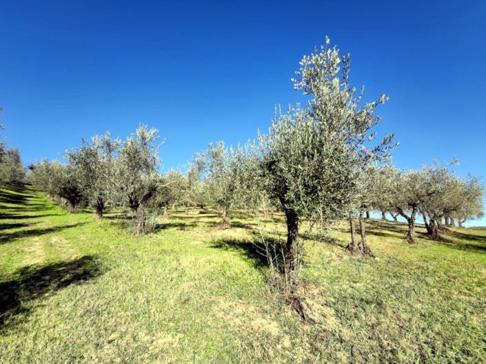 Image No.7-Land for sale