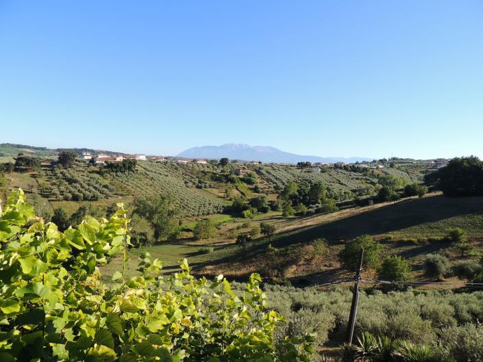 Image No.16-Terre à vendre à Torrevecchia Teatina