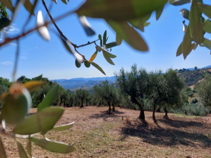 Image No.24-2 Bed House for sale