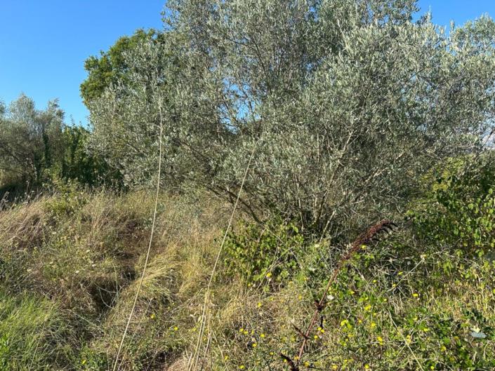 Image No.7-Land for sale