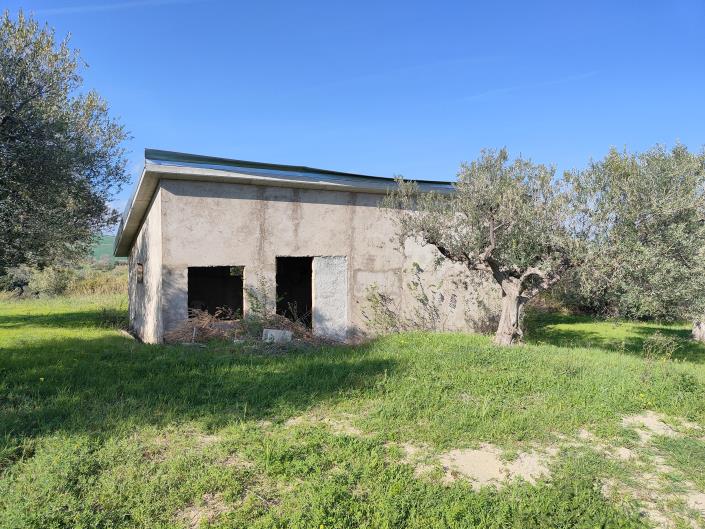 Image No.6-Terre à vendre à Guglionesi