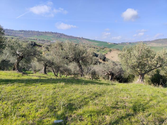 Image No.11-Terre à vendre à Guglionesi