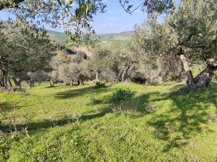 Image No.12-Terre à vendre à Guglionesi