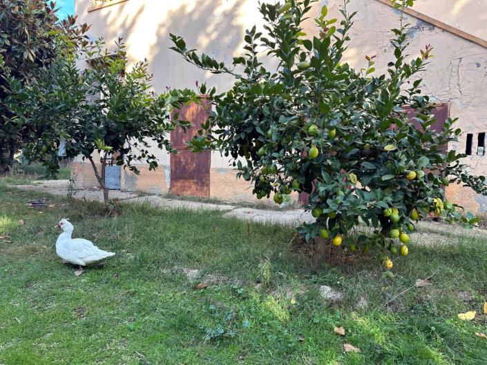 Image No.7-3 Bed Cottage for sale