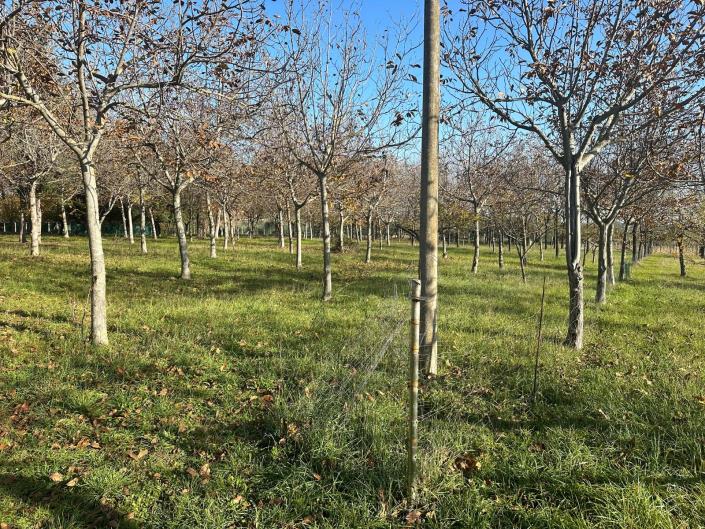 Image No.7-Propriété à vendre à Nocciano