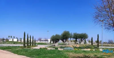 mohn7282-image-10-1024x529