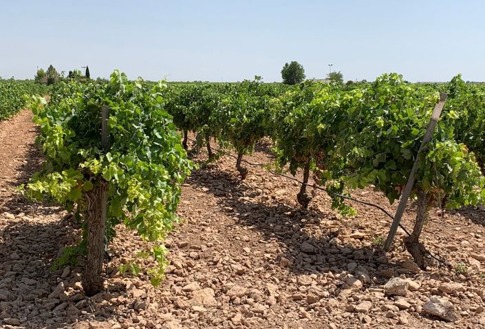 Image No.15-Maison / Villa de 5 chambres à vendre à Yecla