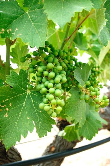 Image No.16-Maison / Villa de 5 chambres à vendre à Yecla