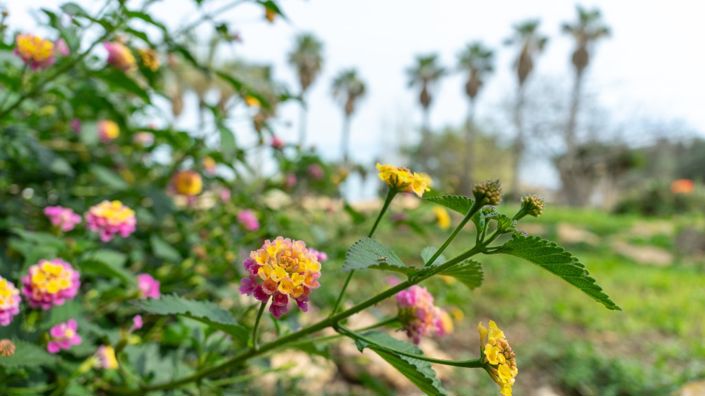 Image No.50-Villa de 2 chambres à vendre à Los Altos