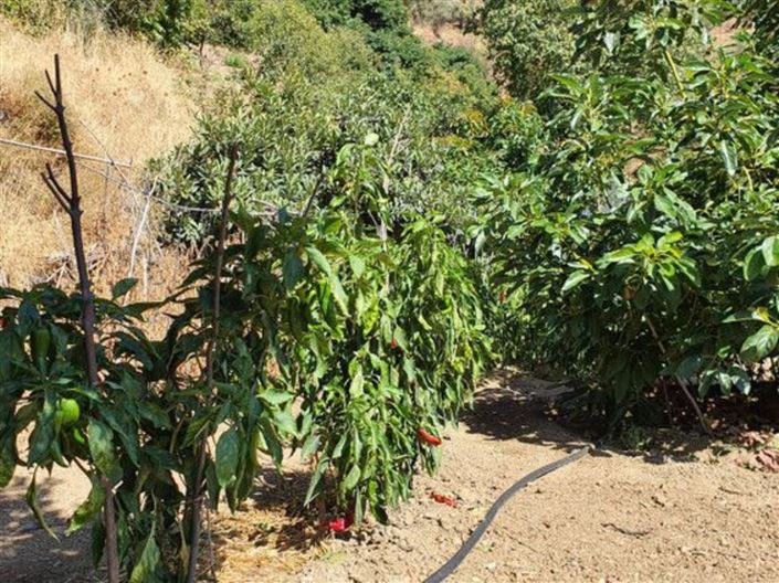 Image No.22-Maison de campagne de 2 chambres à vendre à Yunquera