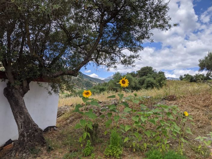 Image No.18-Maison de campagne de 1 chambre à vendre à Tolox