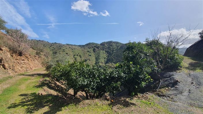 Image No.11-Terre à vendre à Monda