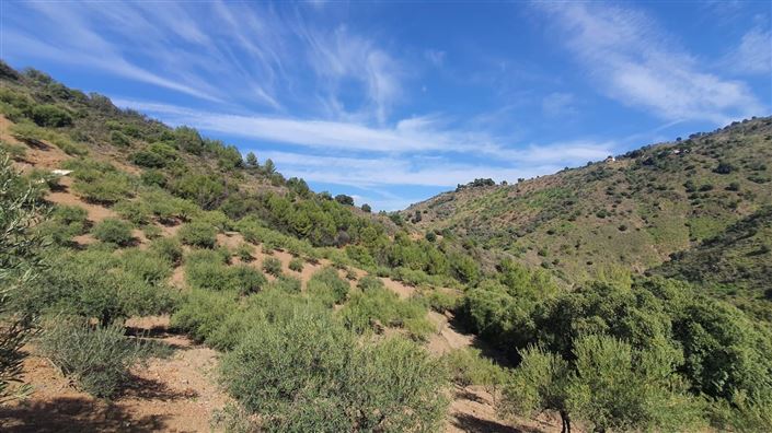 Image No.7-Terre à vendre à Monda