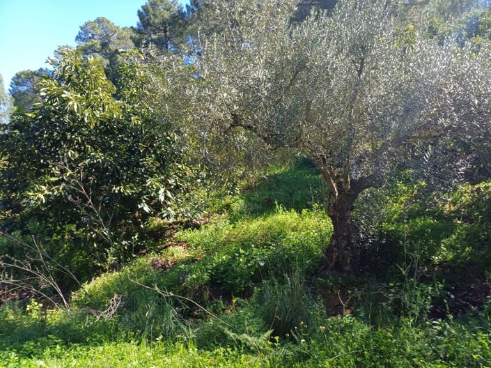 Image No.2-Terre à vendre à Monda