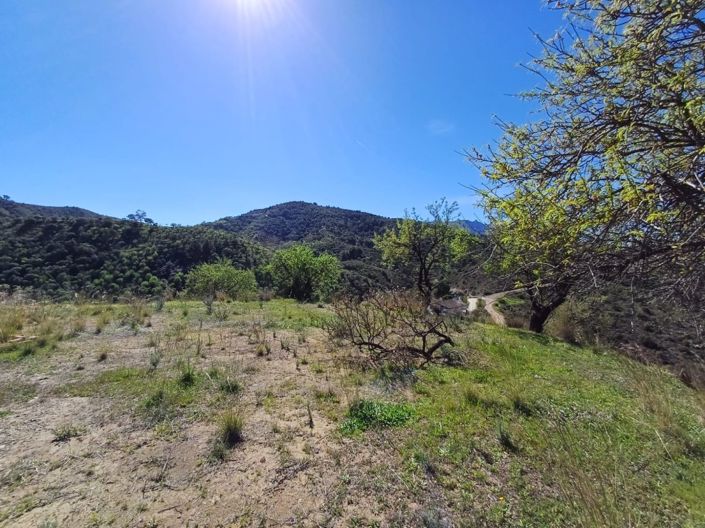 Image No.3-Terre à vendre à Monda