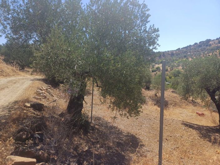 Image No.2-Terre à vendre à Tolox
