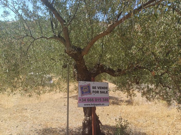 Image No.3-Terre à vendre à Tolox