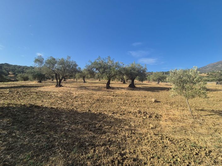 Image No.3-Terre à vendre à Casarabonela