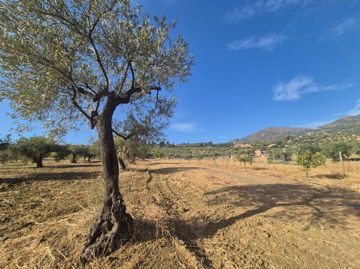 Image No.7-Terre à vendre à Casarabonela