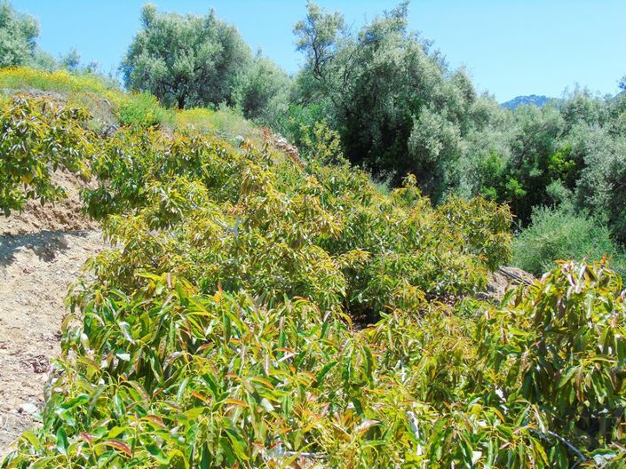 Image No.4-Maison de campagne à vendre à Canillas de Albaida