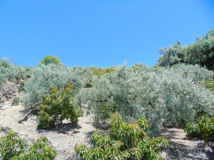 Image No.6-Maison de campagne à vendre à Canillas de Albaida