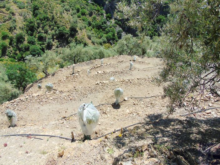 Image No.9-Maison de campagne à vendre à Canillas de Albaida