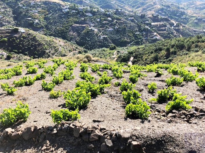 Image No.8-Terrain de 4 chambres à vendre à Cómpeta