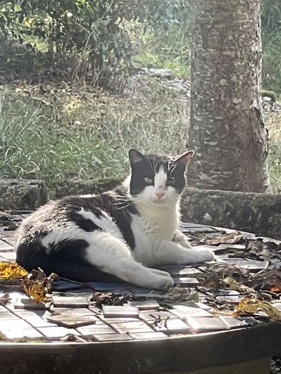 Image No.60-Propriété de 5 chambres à vendre à Auch