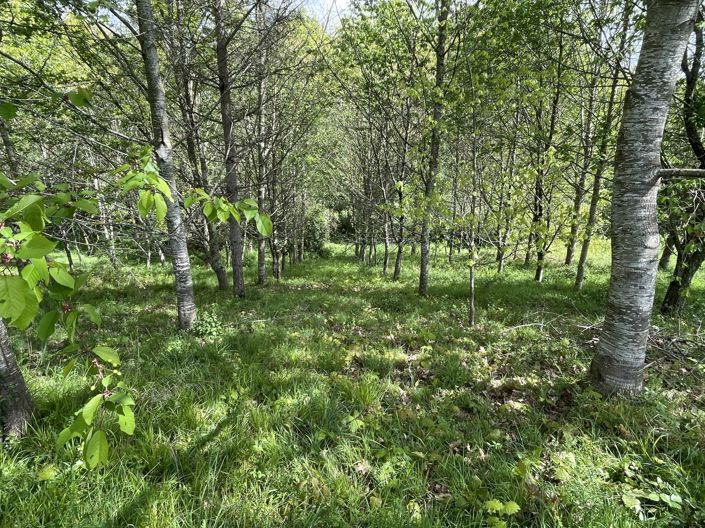 Image No.37-Maison de 4 chambres à vendre à Masseube
