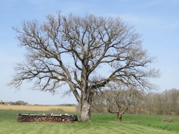 maison-ancienne-4-pieces-masseube-32140-16801