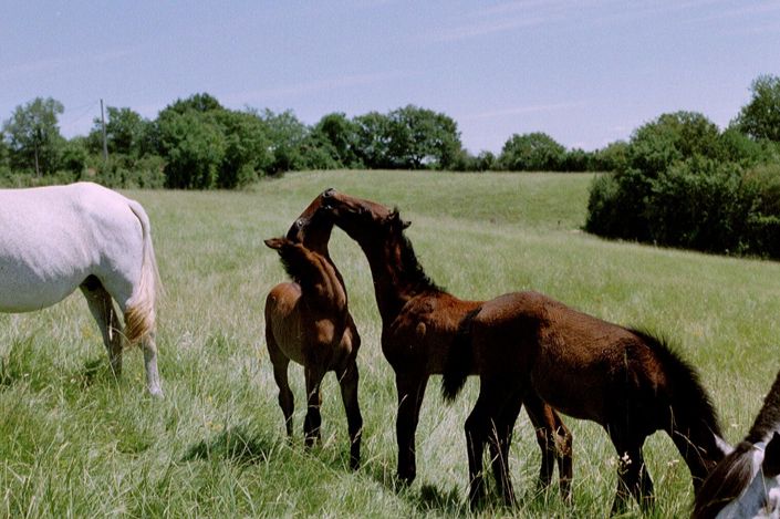 Image No.14-4 Bed House for sale