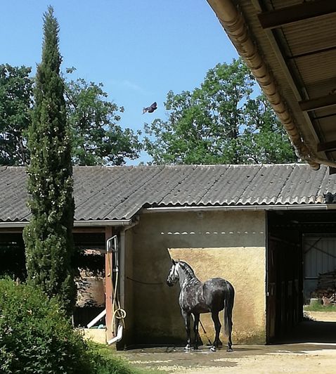 Image No.42-4 Bed House for sale