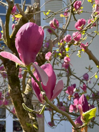Image No.51-Maison de 4 chambres à vendre à Rabastens-de-Bigorre